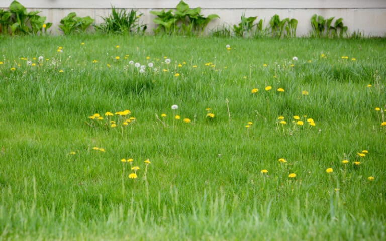 Long Grass