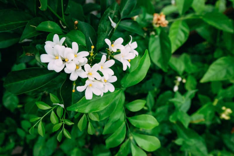 Asian Jasmine