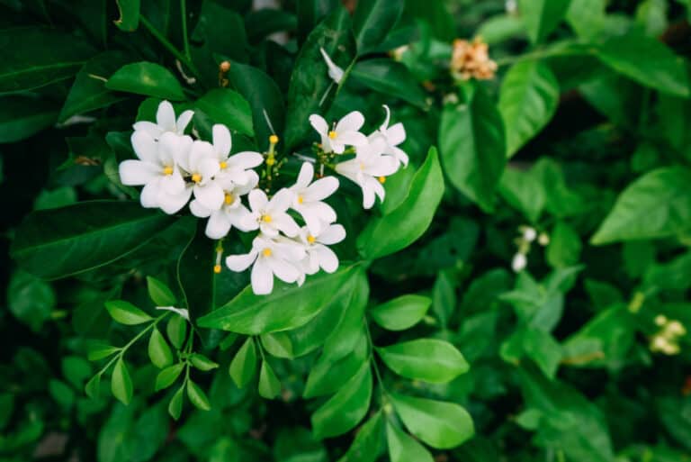 Asian Jasmine
