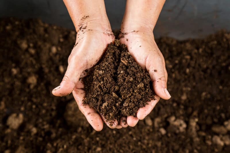 peat moss